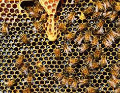 beekeeping 1