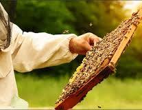 beekeeping 2